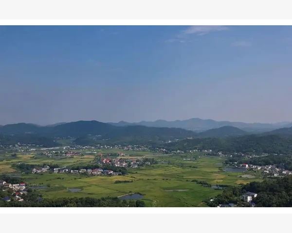 化痰食物与翻白草的中医科普探讨